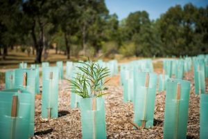 Thousands of new trees headed for Melbourne’s west