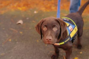 Aussies asked to open their hearts and homes to Seeing Eye Dogs puppies