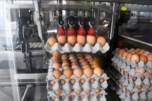 Study finds eating eggs lowers risk of cardiovascular disease-related death