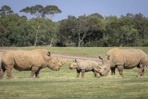 Father and son meet at zoo