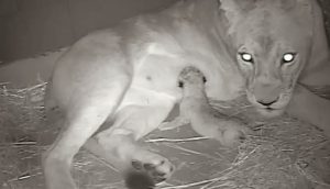 Lion cub birth sends a roar across the west