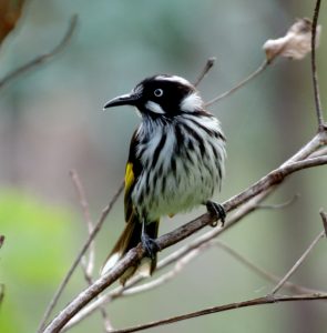 Birdwatching bliss in Melton