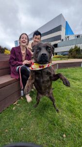 Hobsons Bay records animal cruelty increase