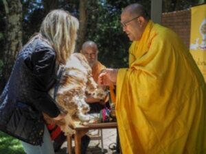 Buddhist animal blessings in Braybrook