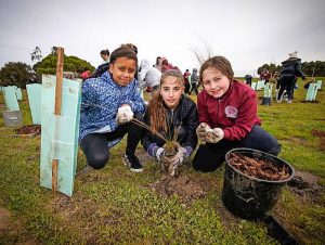 Plant to save Altona skipper butterfly