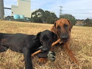 Dog killed by snake attack at popular Newport park