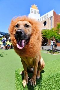 Community spirit on show at Yarraville Festival
