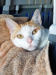 Dumped cat Devante is fighting for his life