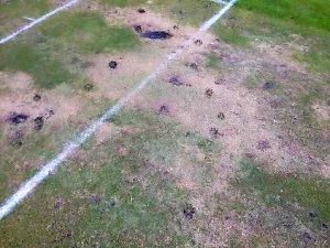 Council to trial dog off-leash ban