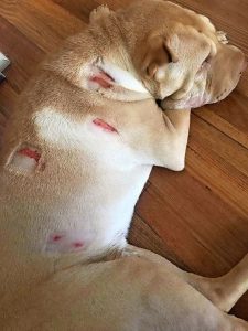 Dogs attacked, owners warned