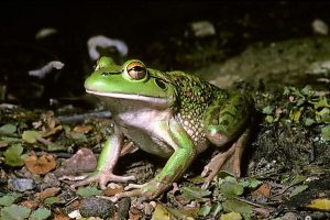 It’s not easy being green