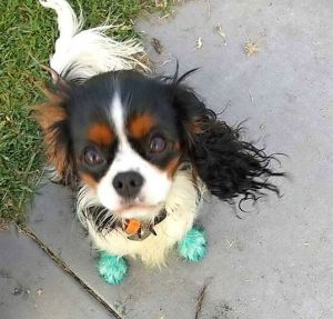 Weed killer under review after dog’s paws turn blue