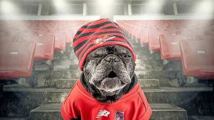 Footy season going to the dogs