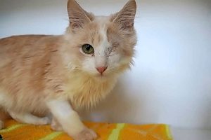 RSPCA inquiry into Williamstown cat hoarder