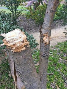 Tree hacking a ‘disgraceful’ act