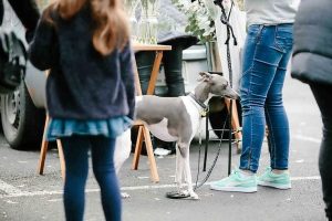 Furry friends flock to Footscray Finds