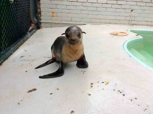 Billy’s seal of approval