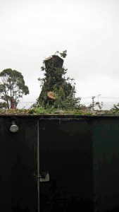 Oak tree destruction sparks protection call