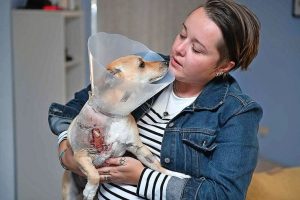 Altona dog beach attack