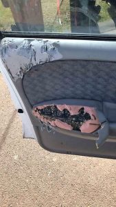 Car damaged in dog attack