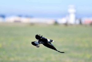 Swoop season hits bay area