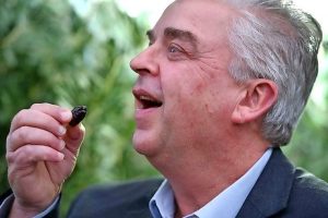 Good oil on urban olives