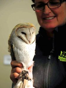 Birds of prey dying from rat poison