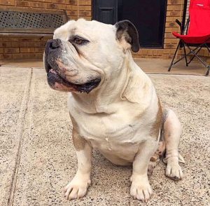 Dog dies from snake bite