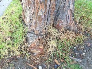 Tree vandals strike Altona