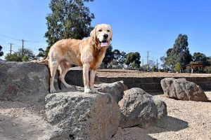 Pet owners reminded to renew registrations