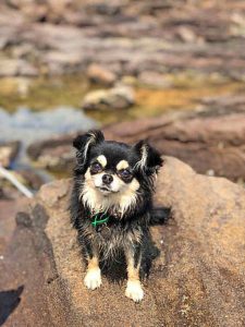 Death prompts pet owner warning