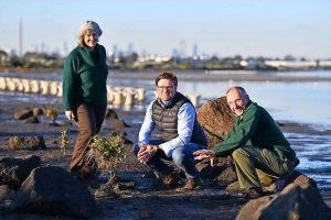Mangroves to fight coastal erosion in world first at Altona