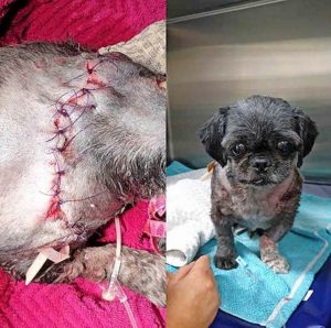 Owner sounds dangerous dog warning after vicious attack
