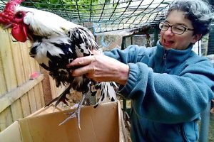 Rooster owner cries foul over proposed ban