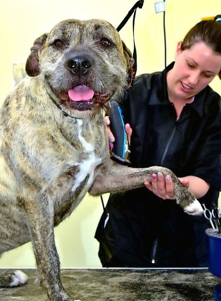 Grooming class lets every dog have its day Maribyrnong & Hobsons Bay