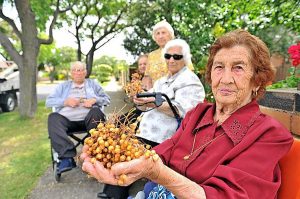 Residents live in fear of Yarraville street trees
