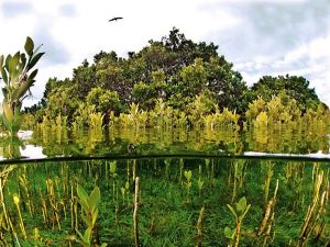 Williamstown’s own marine wonderland revealed