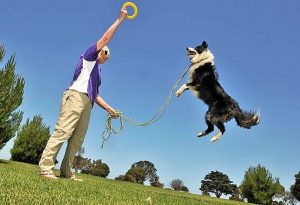 Apex Park event a real dogs’ breakfast