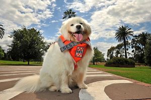 Yarraville Festival goes to the dogs