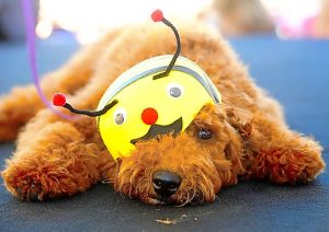 Yarraville Festival brings cheer to the streets