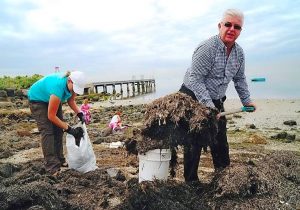 Down-to-earth solution to seaweed problem
