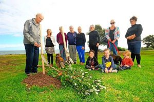 Tree vandals strike in Hobsons Bay again