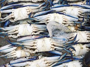 Footscray in the frame for blue photo contest